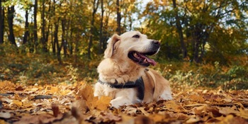 Sitting on the ground. Cute dog is outdoors in the autumn forest at daytime