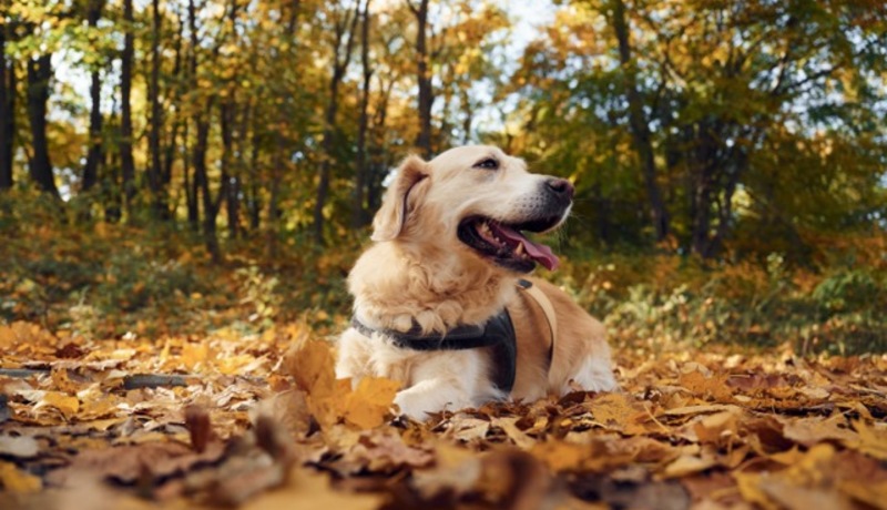 Sitting on the ground. Cute dog is outdoors in the autumn forest at daytime
