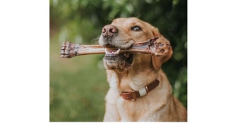 Dog with dear bone400x500 witte rand