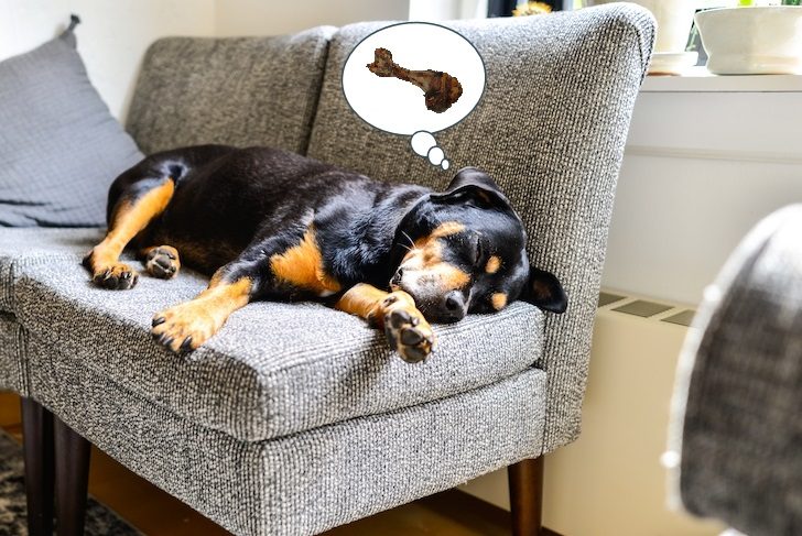 Rottweiler Dog Lounging Indoors on Couch