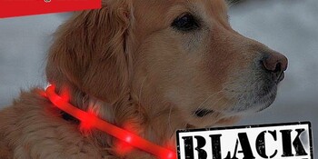 hond met lichthalsband DB Blackfriday