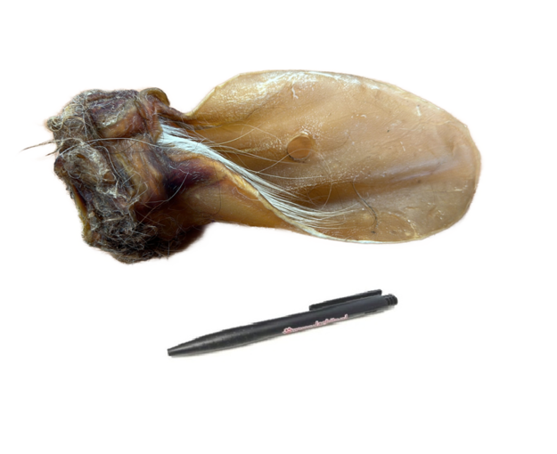 Runderoor XL met oorpit