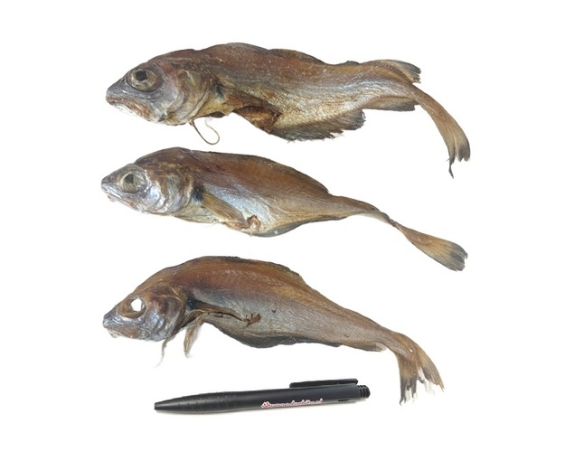 Steenwijting_DB