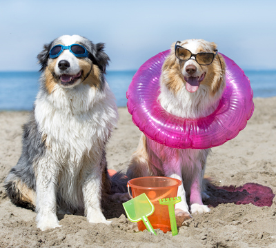 dogs on beach
