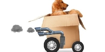 Hond in doos transport