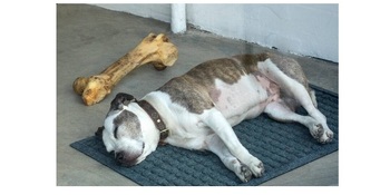 Dog sleeping after chewing bone witte rand