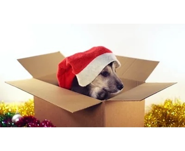 kerstdoos dogbite