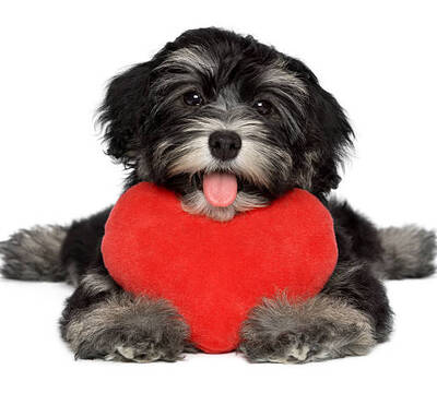 Dog-Love_ist160895693-612×612