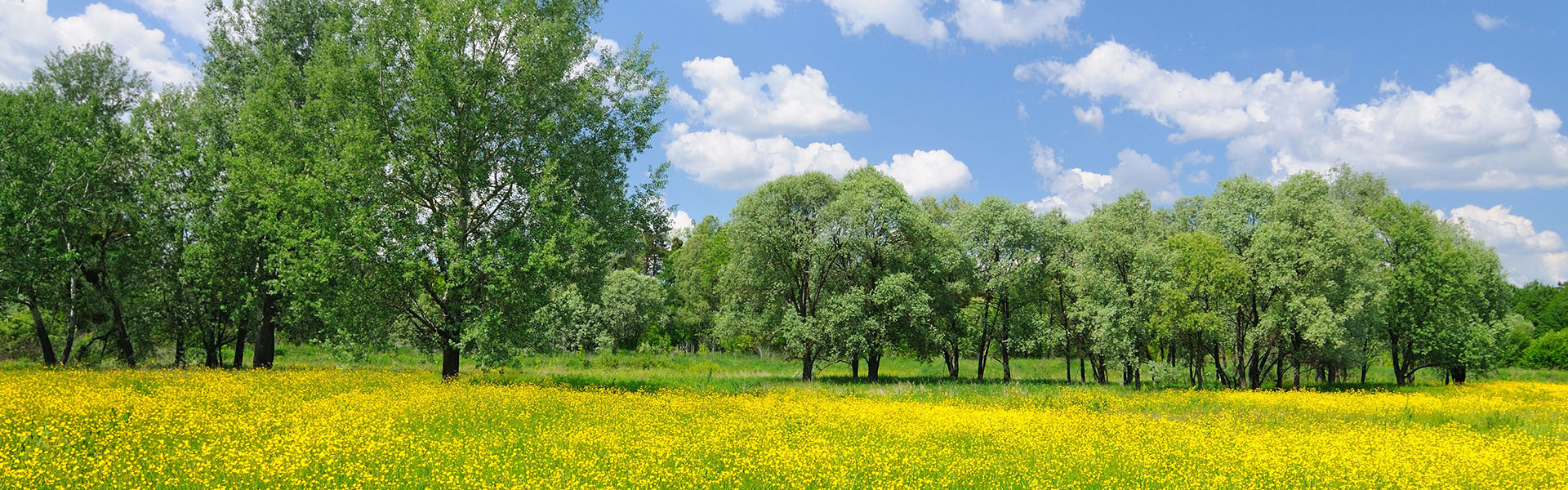 Spring nature landscape with bright yellow blooming flowers