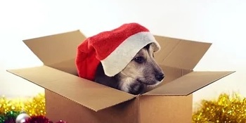 kerstdoos dogbite