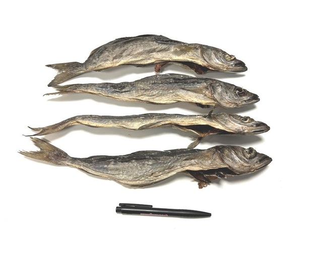 Zwarte Koolvis