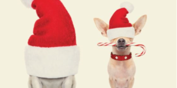 Dogbitekerst Dogbitekerst