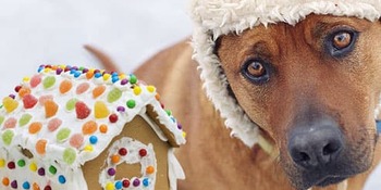 niet goed voor de hond niet goed voor de hond