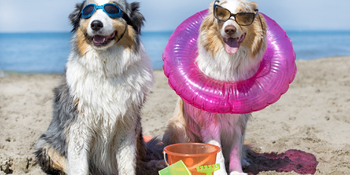 dogs on beach