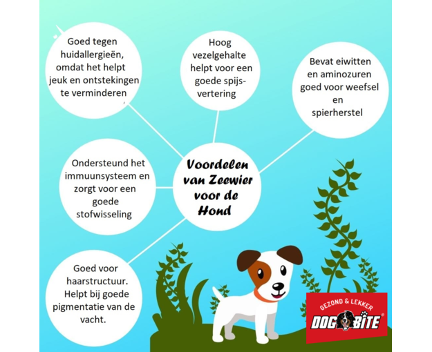 Zeewier voor honden Dogbite2