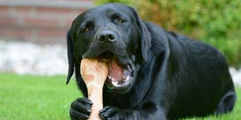 hond met bot hond met bot