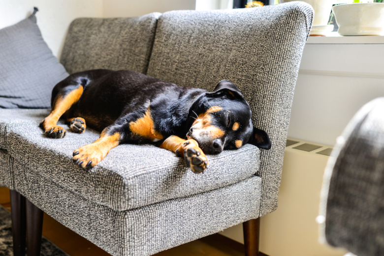 Rottweiler Dog Lounging Indoors on Couch