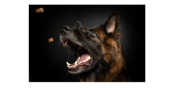 Vertical closeup shot of a brown dog catching dog food in his mouth