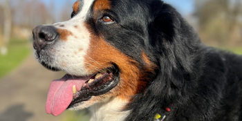 leeftijd-kauwbehoefte-hond