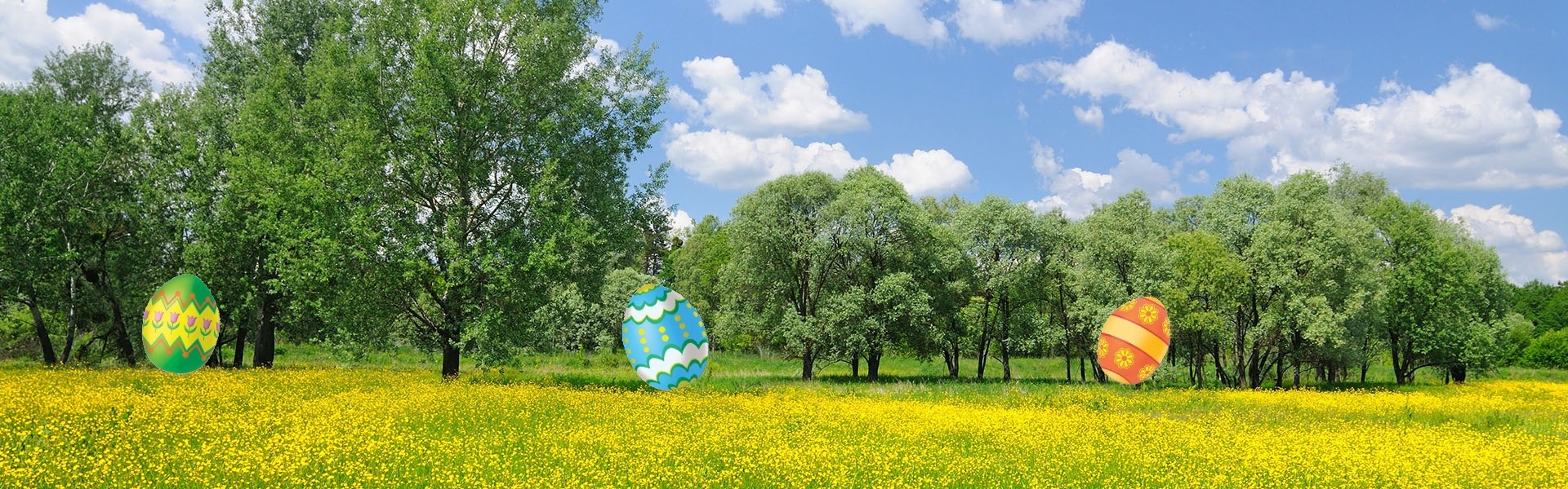 Spring nature landscape with bright yellow blooming flowers
