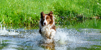 hond-in-water