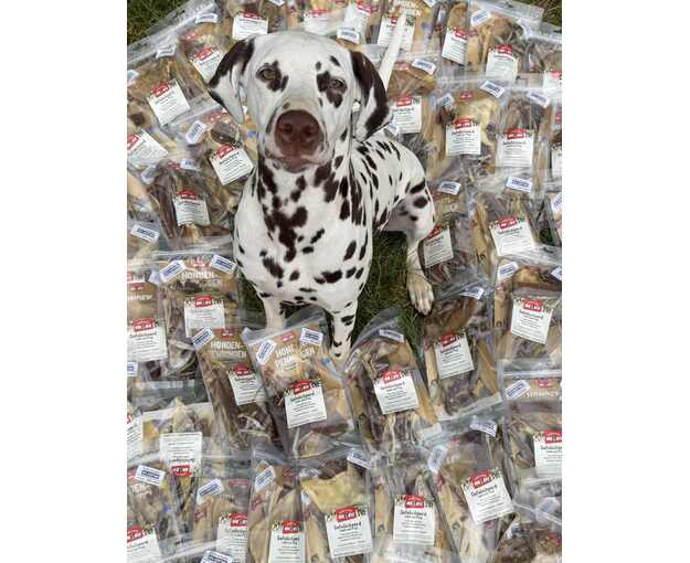 Puppy pakketjes Dalmatiers